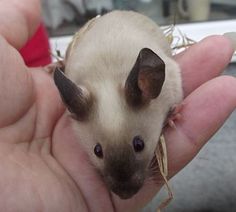 a person holding a small rodent in their hand