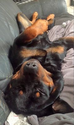 two dogs are sleeping on the couch together