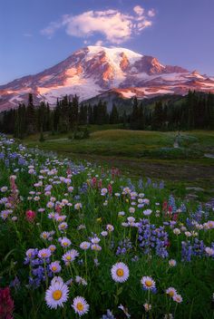 a mountain covered in snow and surrounded by wildflowers