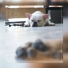 a small white dog laying on top of a wooden floor