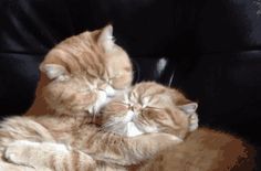 two cats cuddle together on a black leather chair