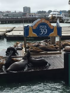 sea lions lounging in the water at pier 39