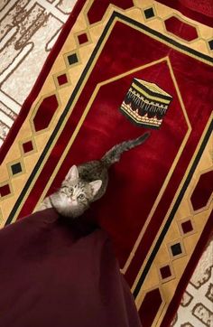 a cat sitting on top of a red rug