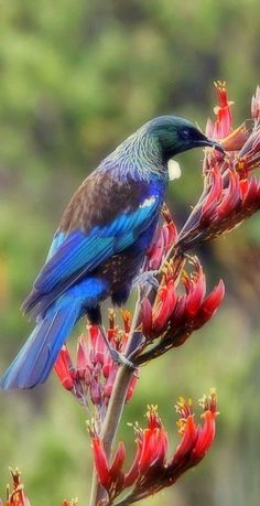 a blue bird sitting on top of a red flower