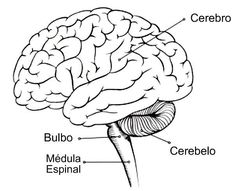 the human brain labeled in three parts, including cerebro and cerebell