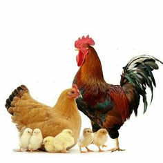 a group of chickens standing next to each other on a white surface with one chicken looking at the camera