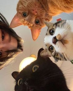 three cats looking up at the camera with their heads turned to look like they are upside down