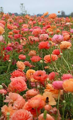 a field full of orange and pink flowers