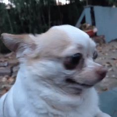 a small white dog sitting on top of a wooden bench next to a forest filled with trees