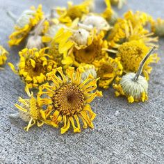 yellow and white flowers laying on the ground