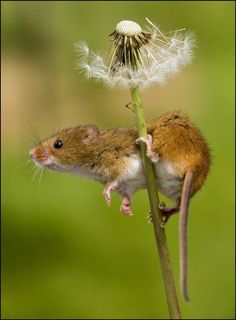 a small mouse sitting on top of a dandelion