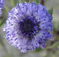 a purple flower with green leaves and water droplets on it's center is shown