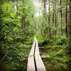 a wooden walkway in the middle of a forest