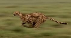 a cheetah running in the grass with it's tail up