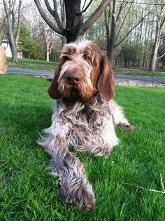 a brown and white dog laying on top of a green grass covered field next to a tree