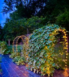 an outdoor garden with lots of greenery and lights on the side of it at night