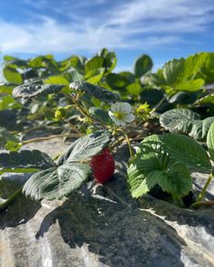 a strawberry growing on top of a rock in the middle of a field with leaves and flowers