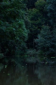 a body of water surrounded by trees in the middle of a forest with lots of leaves on it