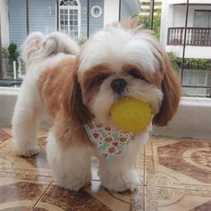 a small brown and white dog holding a yellow ball in its mouth