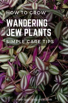 purple and green plants with text overlay reading how to grow wandering jew plants simple care tips