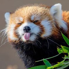 a red panda sticks its tongue out and yawns