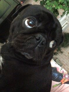 a black pug dog looking up at the camera