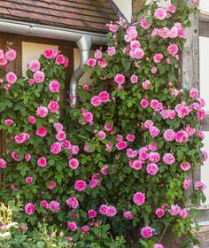 pink roses growing on the side of a house