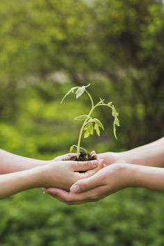 two people holding out their hands with a small plant in the middle, and another person's hand reaching for it