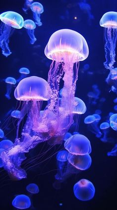 many jellyfish are swimming in the water