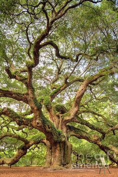 an old tree with lots of branches and moss growing on it