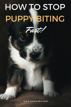 a puppy sitting on top of a couch with the words how to stop puppy biting fast