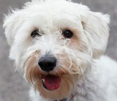 a small white dog with its tongue hanging out