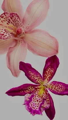 two pink and white flowers on a gray background