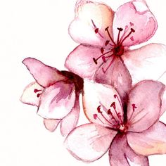 a watercolor painting of pink flowers on a white background with red stamens