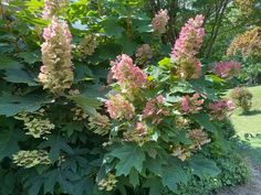 pink and white flowers are growing in the garden