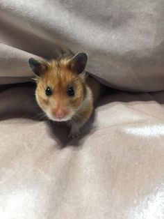 a hamster peeks out from under a blanket