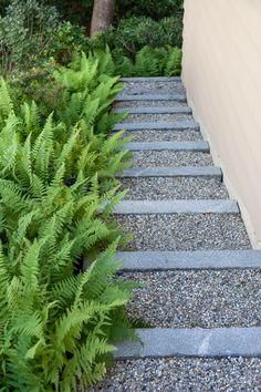 the steps are made of stone and have ferns growing on them