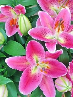 pink lilies with green leaves in the foreground and white flowers in the background