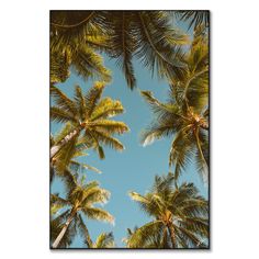 looking up at the tops of palm trees