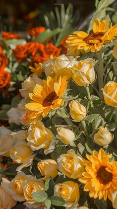 yellow and white flowers are in the sun