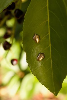 three nuts are placed on the leaves of a tree