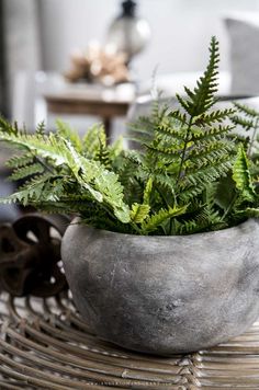 a potted plant sitting on top of a table next to a wicker chair