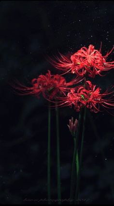 three red flowers in the dark with water droplets