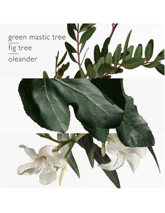 there is a plant with white flowers and green leaves on the branch that says, green mastic tree fig tree oleeander