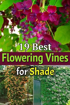 flowering vines for shade in the garden with text overlay that reads 19 best flowering vines for shade