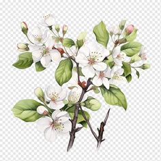 an apple tree branch with white flowers and green leaves on the branches, transparent background