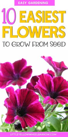 purple flowers with text overlay that reads, 10 easyest flowers to grow from seed