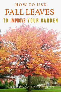 an orange tree with the words how to use fall leaves to improve your garden