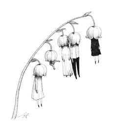 an ink drawing of some flowers hanging from a branch with long, slender stems in the foreground