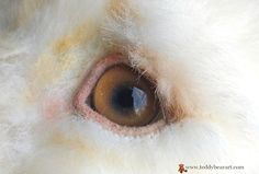 an animal's eye is shown in this close up photo with the fur on it